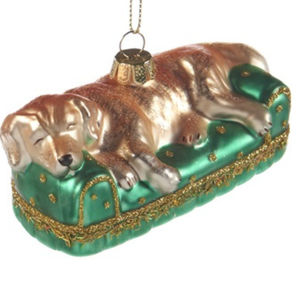 Goodwill Hund auf Sofa grün