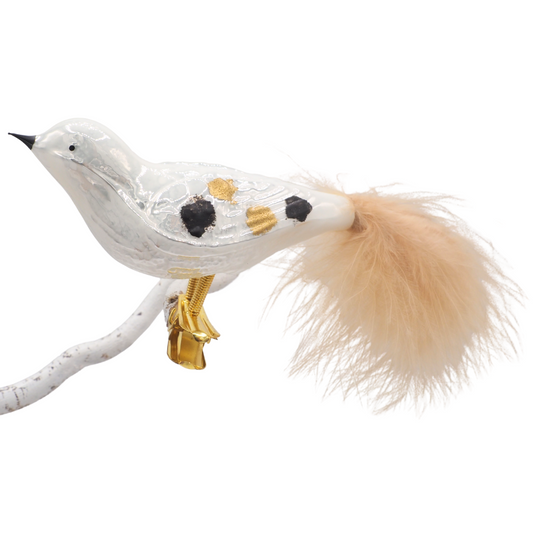 Glasvogel CHARLES weiss